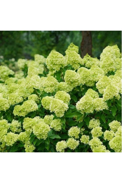 Гортензія волотиста Мохіто